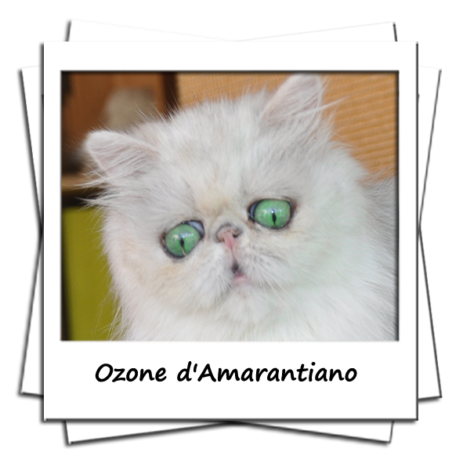 Ozone d'Amarantiano femelle persane black chinchilla