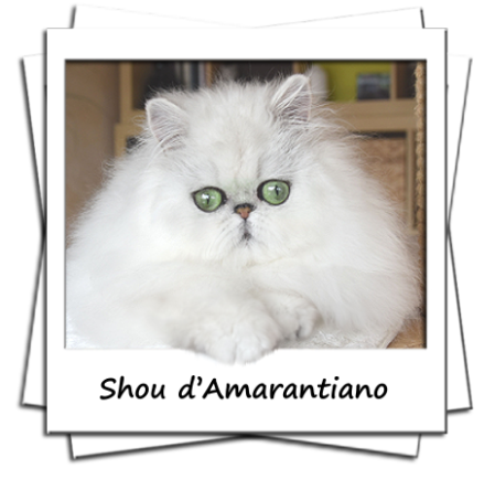 Shou d'Amarantiano male persan black chinchilla