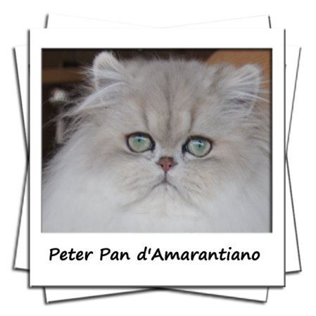Peter Pan d'Amarantiano Male persan blue golden shell