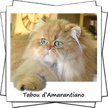 Tabou d'Amarantiano persan black golden shaded