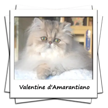 Shiny d'Amarantiano femelle blue golden shell